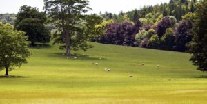 South Downs, a rolling green plain with trees
